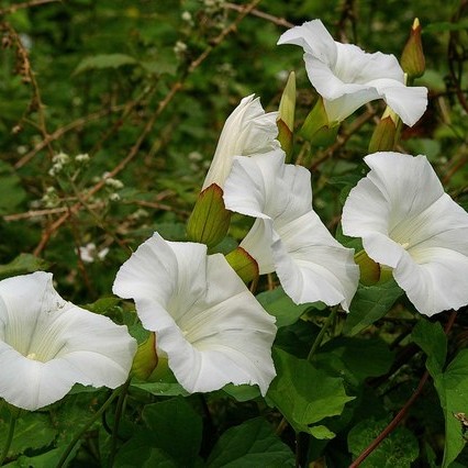 Appalachia False Bindweed (Calystegia sepium subsp. appalachiana) plant