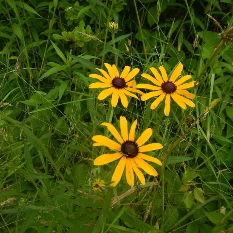Appalachian black-eyed Susan (Rudbeckia fulgida var. umbrosa) plant