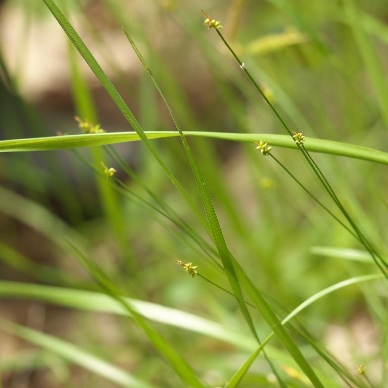 Appalachian Sedge (Carex appalachica) plant