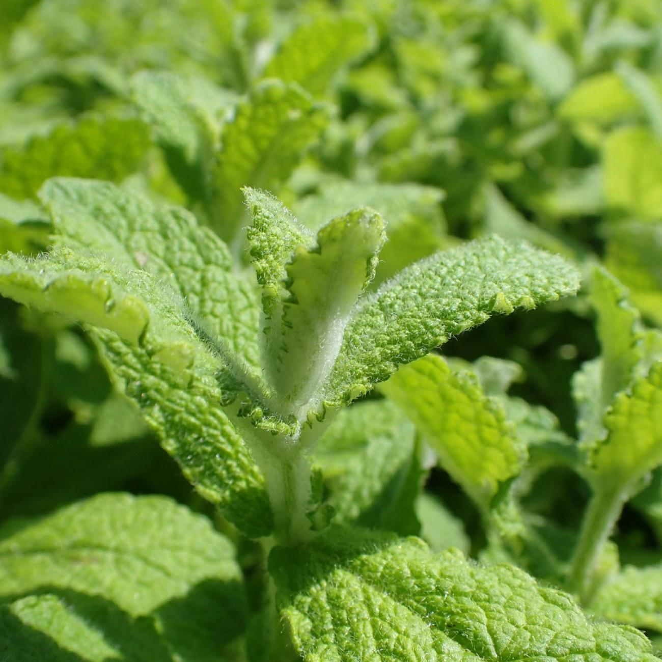 apple mint (Mentha suaveolens) plant