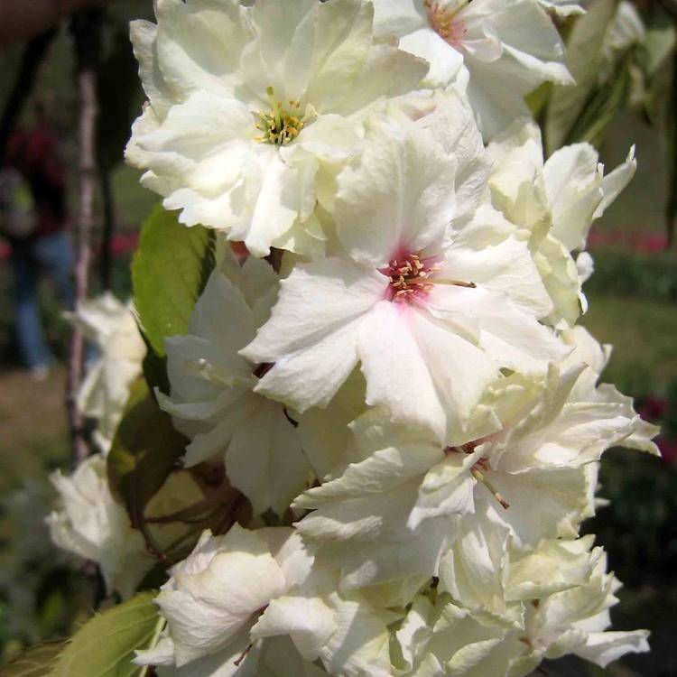 apple serviceberry (Amelanchier grandiflora 'Princess Diana') plant — close-up photo