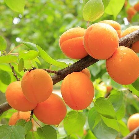 apricot (Prunus armeniaca 'Zaiglo' STARK GOLDEN GLO) plant