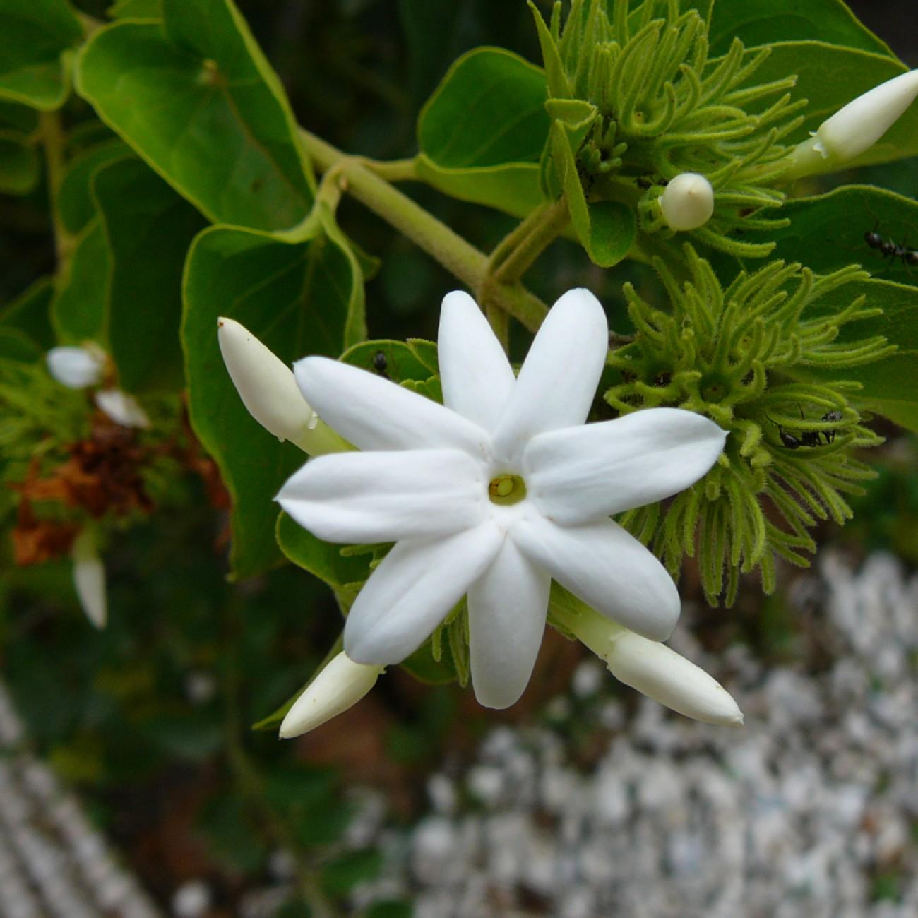 Arabian jasmine (Jasminum sambac 'Jewel of India') plant