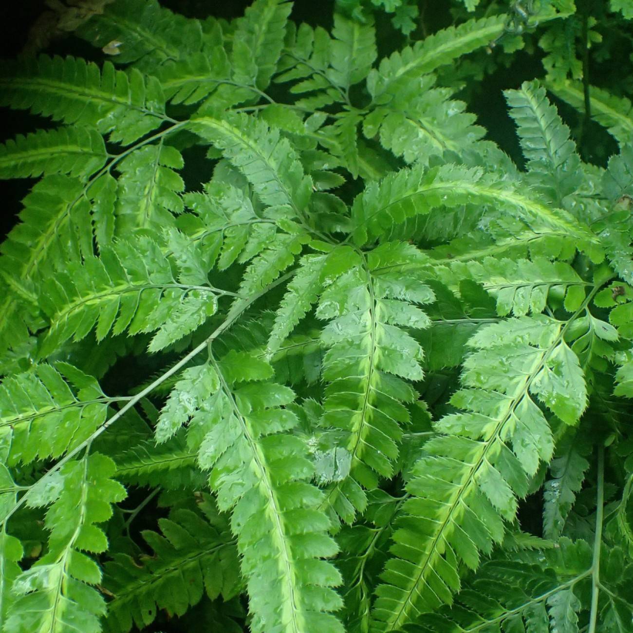 arachnoides (Arachniodes simplicior 'Variegata') plant