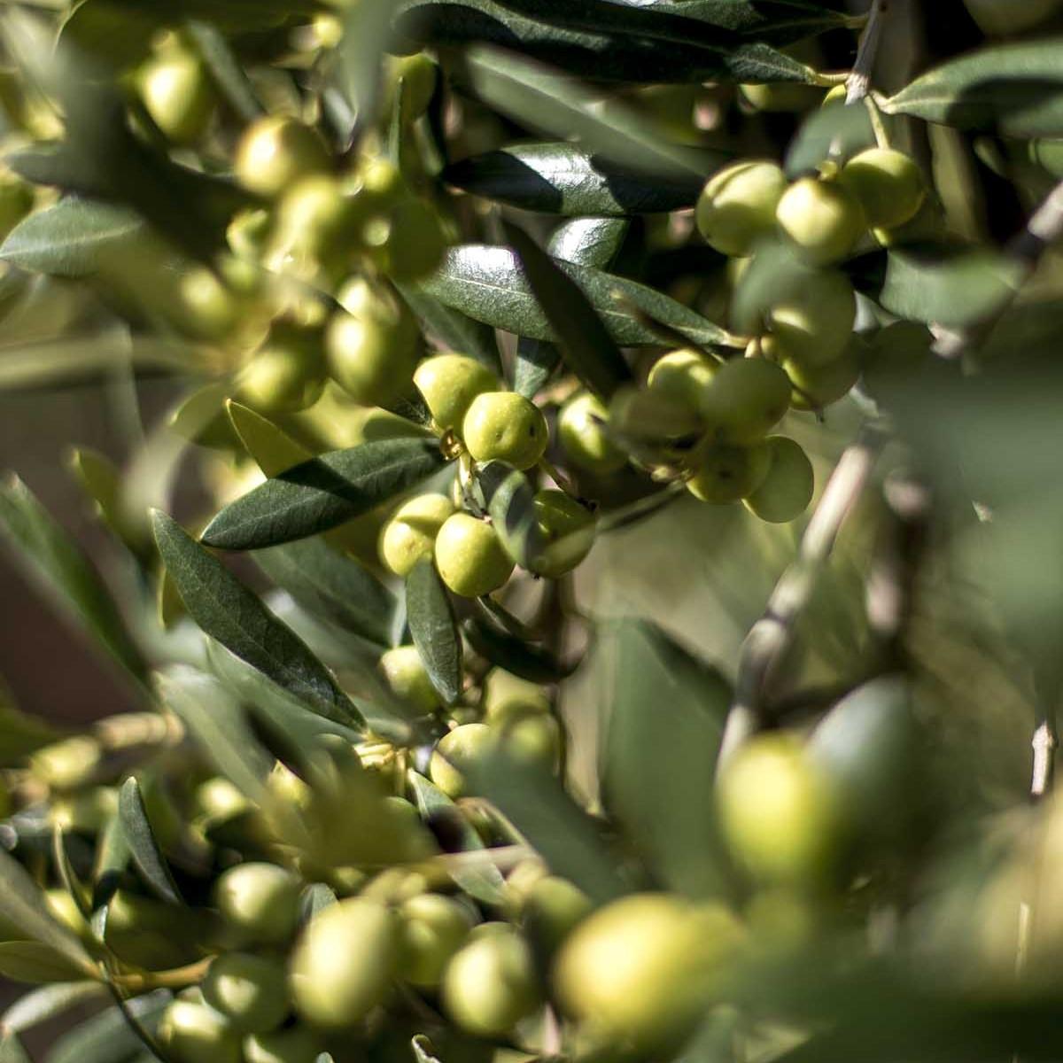 Arbequina European Olive (Olea europaea 'Arbequina') plant — close-up photo