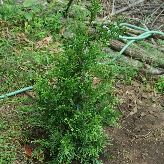 arborvitae (Thuja 'Green Giant') plant