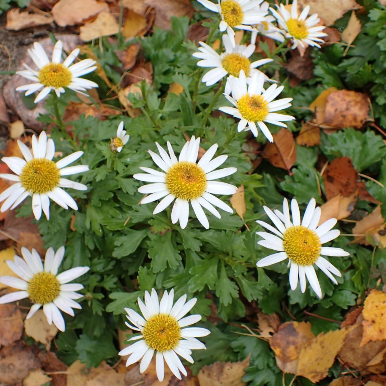 Arctic Daisy (Arctanthemum arcticum) plant