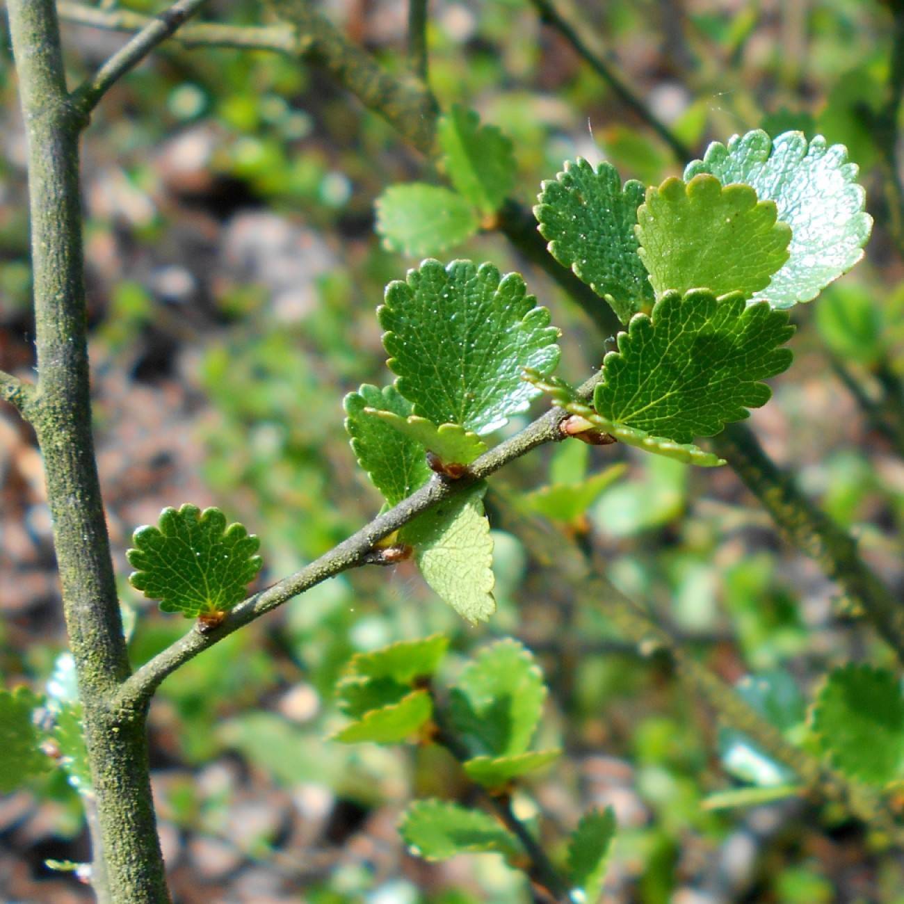 Arctic Dwarf Birch (Betula nana subsp. nana) plant