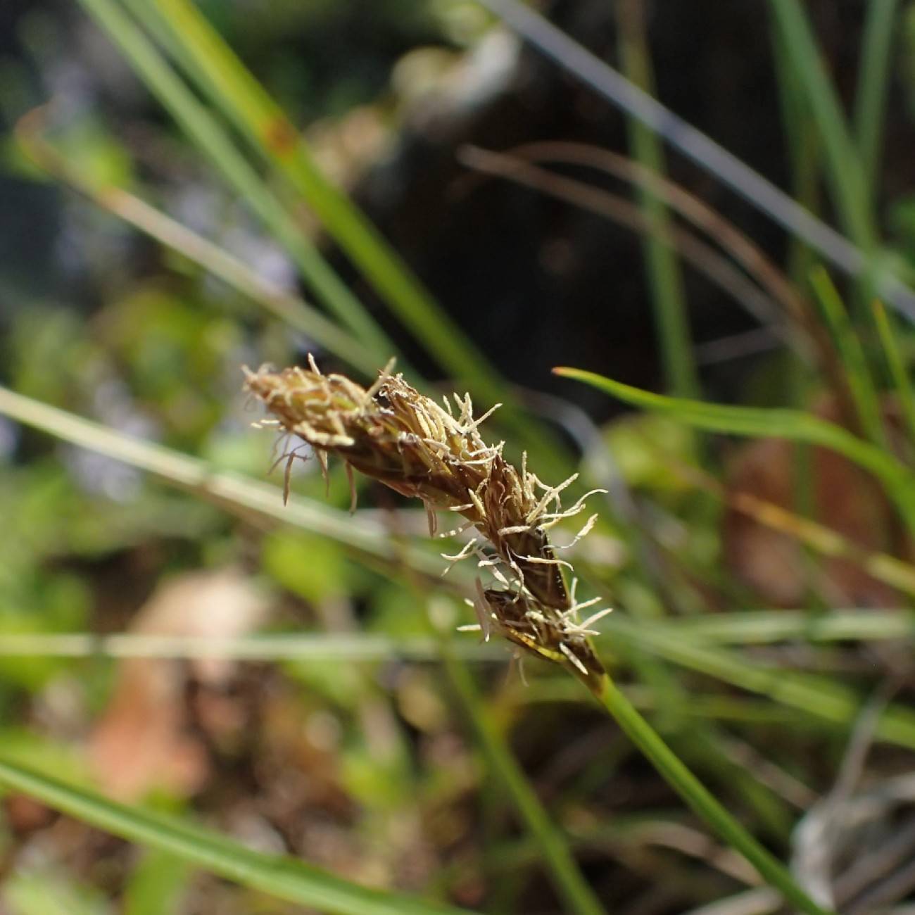 Arctic Hare's Foot Sedge (Carex glareosa subsp. glareosa|Carex lachenalii Schkuhr) plant