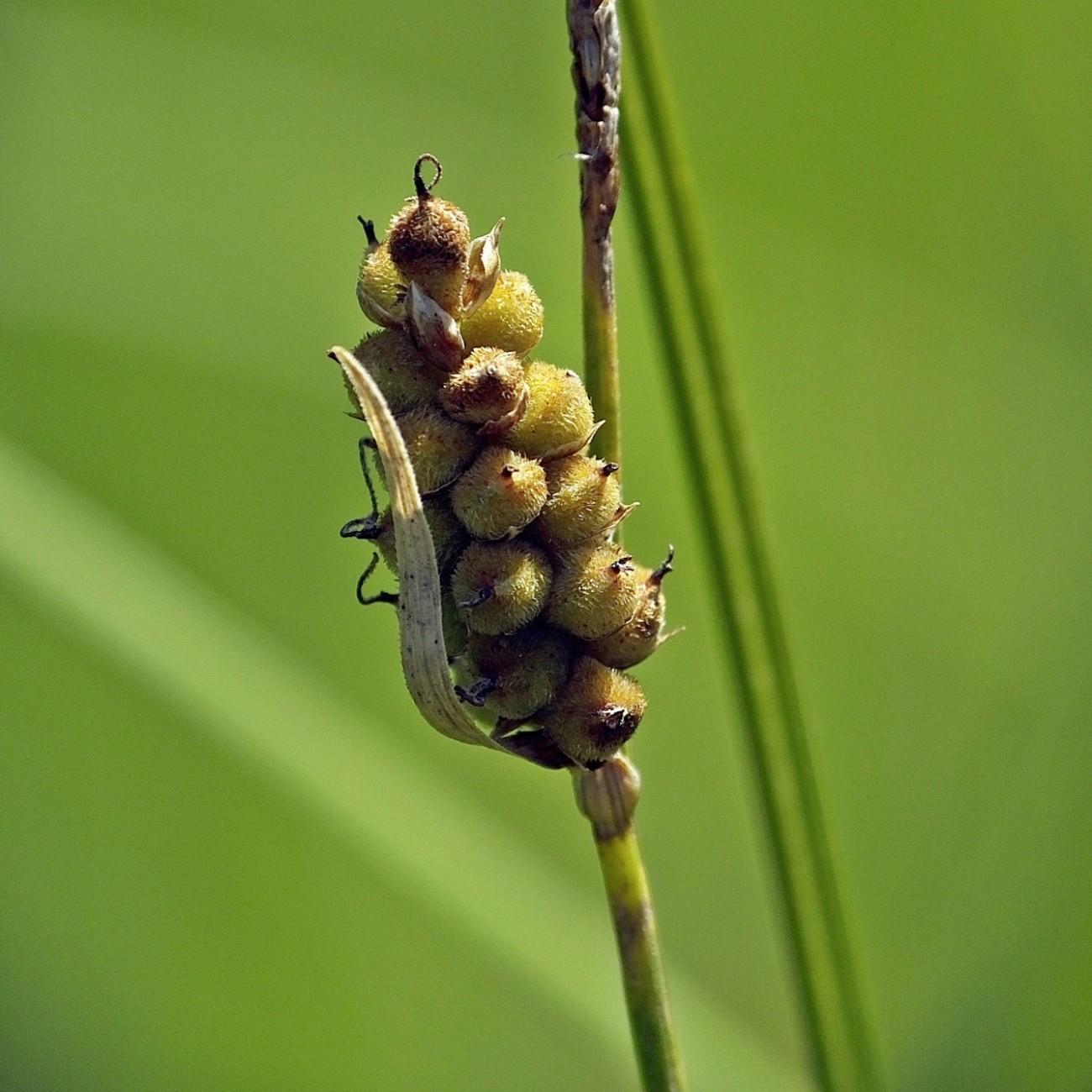 Arctic Marsh Sedge (Carex holostoma) plant