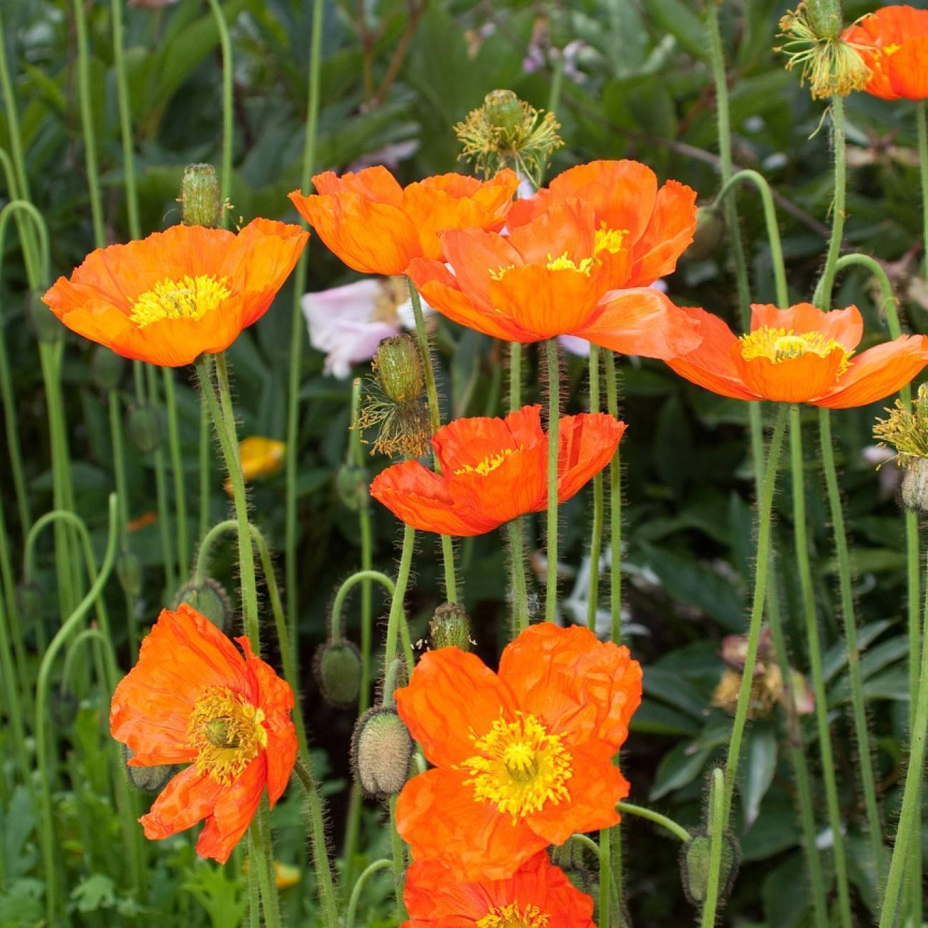 Arctic poppy (Papaver nudicaule var. croceum) plant