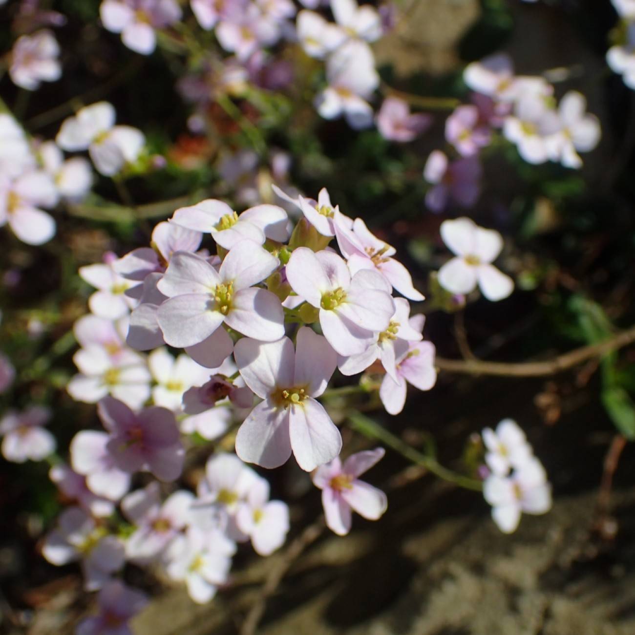 Arctic Rockcress (Arabidopsis arenosa subsp. arenosa) plant
