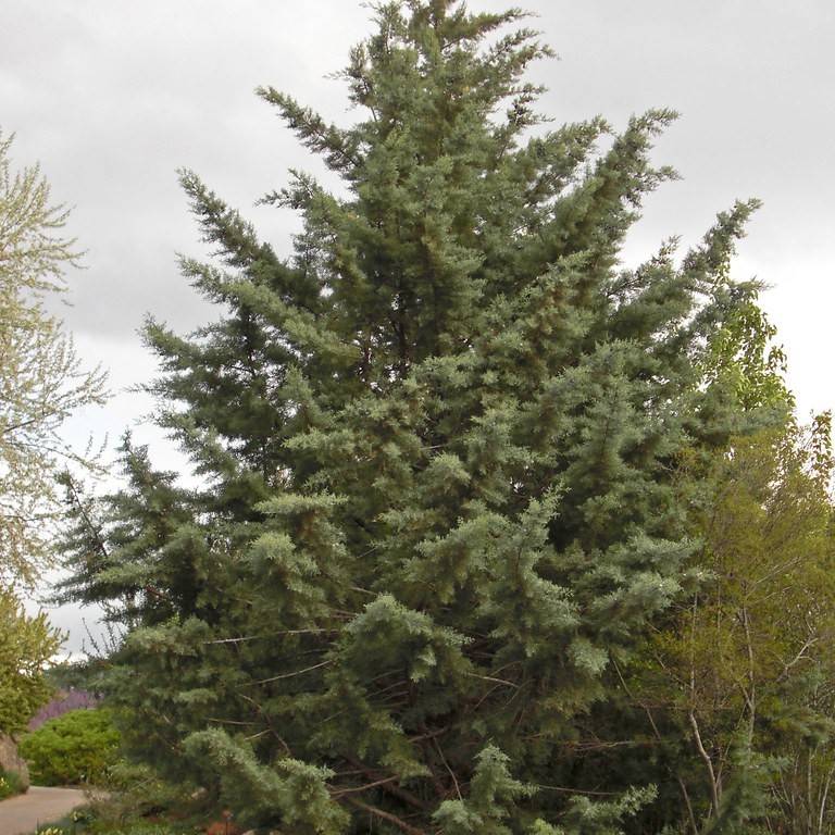 Arizona cypress (Cupressus arizonica) plant