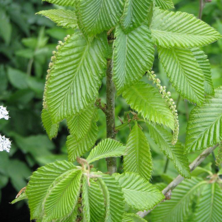 Armenian oak (Quercus pontica) plant