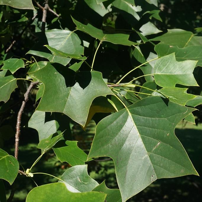 Arnold Tuliptree (Liriodendron tulipifera 'Arnold') plant — close-up photo