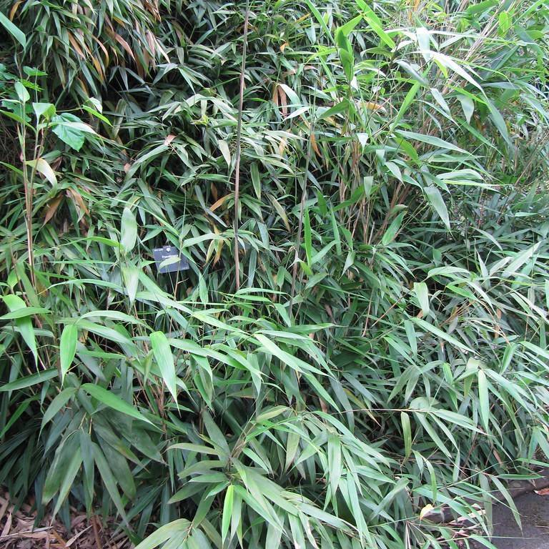 arrow bamboo (Pseudosasa japonica) plant