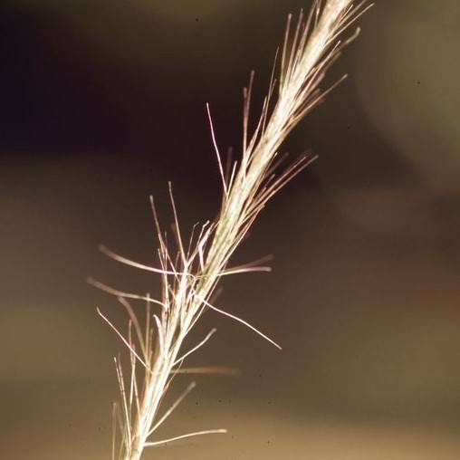 Arrowfeather Three-Awn (Aristida purpurascens var. purpurascens) plant