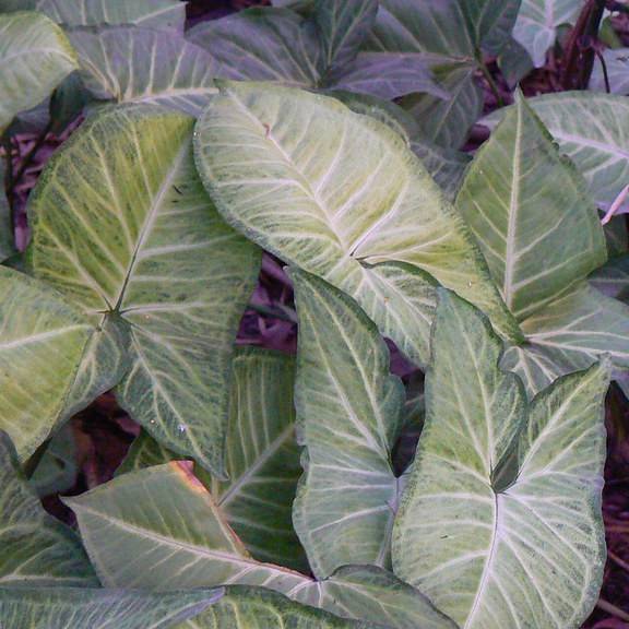 arrowhead plant (Syngonium podophyllum 'Neon Robusta') plant