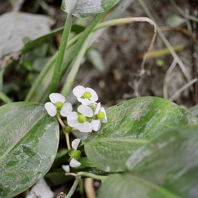arrowhead (Sagittaria australis 'Benni' SILK STOCKINGS) plant