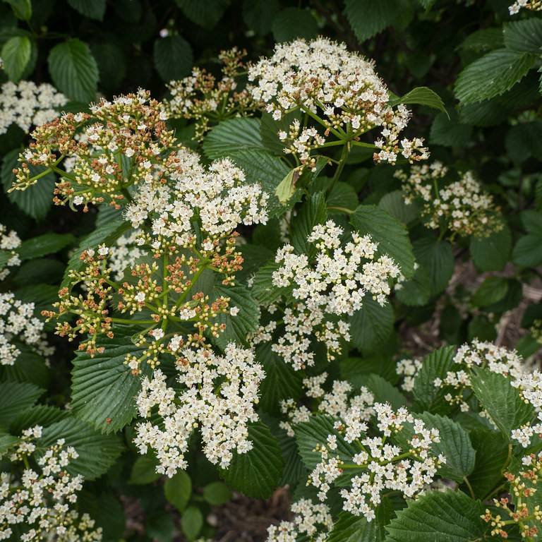 arrowwood viburnum (Viburnum dentatum 'Ralph Senior' AUTUMN JAZZ) plant