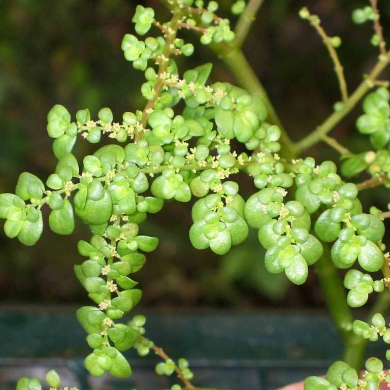 artillery plant (Pilea microphylla) plant