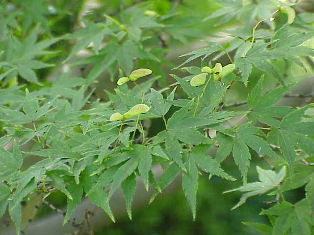 Asahi Zuru Japanese Maple (Acer palmatum 'Asahi Zuru') plant — close-up photo