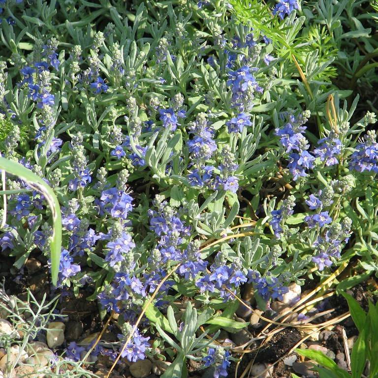 ash-colored speedwell (Veronica cinerea) plant