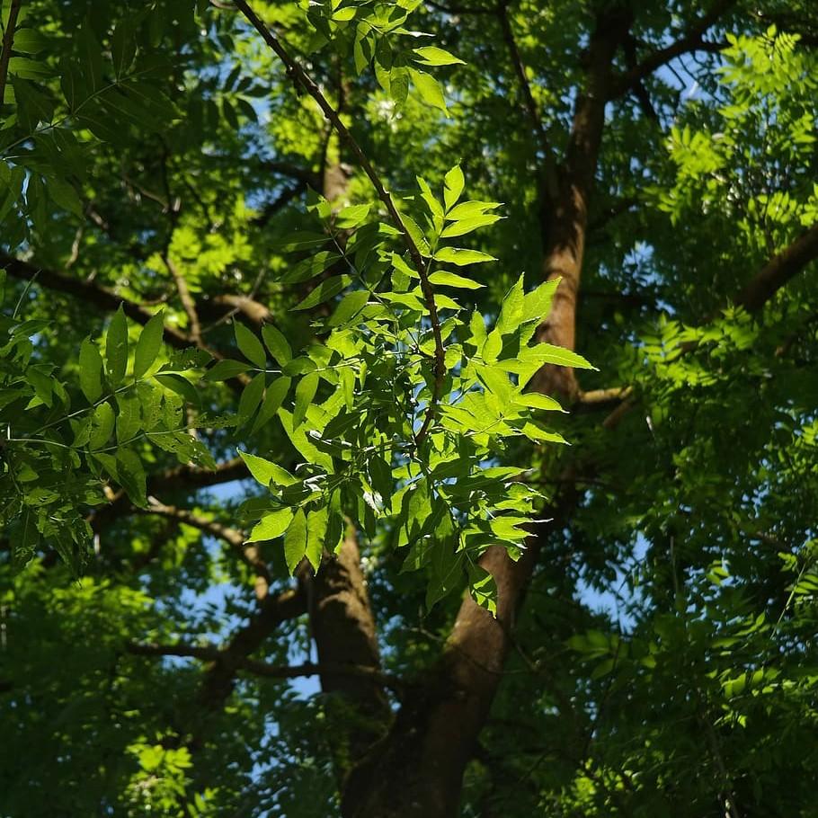 ash (Fraxinus sogdiana) plant
