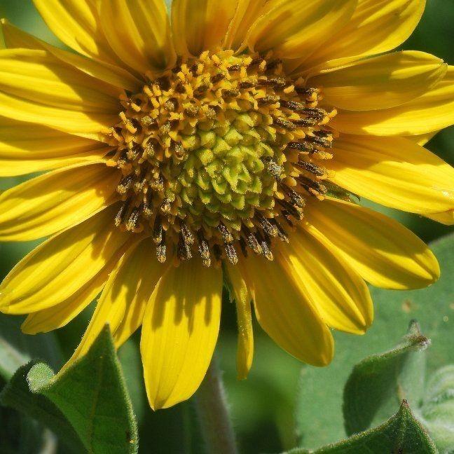 ashy sunflower (Helianthus mollis) plant
