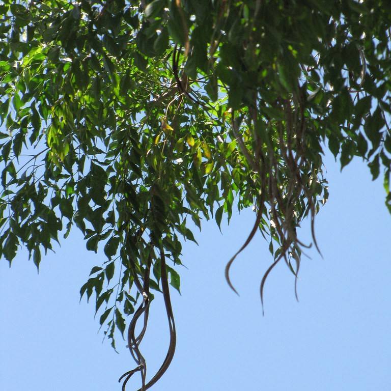 Asian bell tree (Radermachera sinica) plant