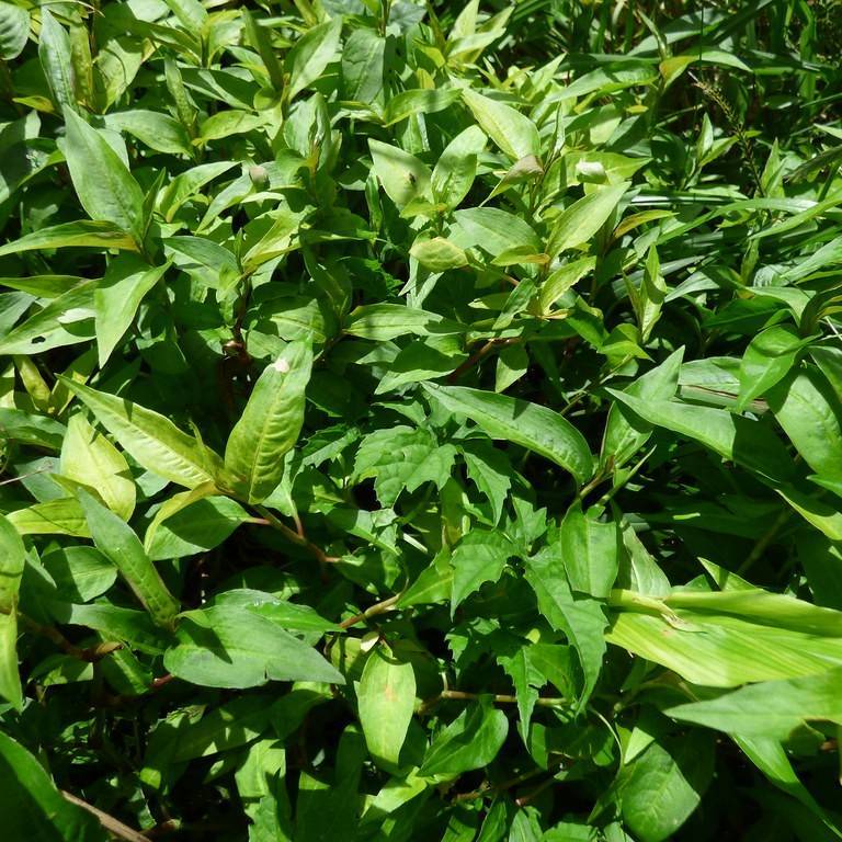 Asian mint (Persicaria odorata) plant