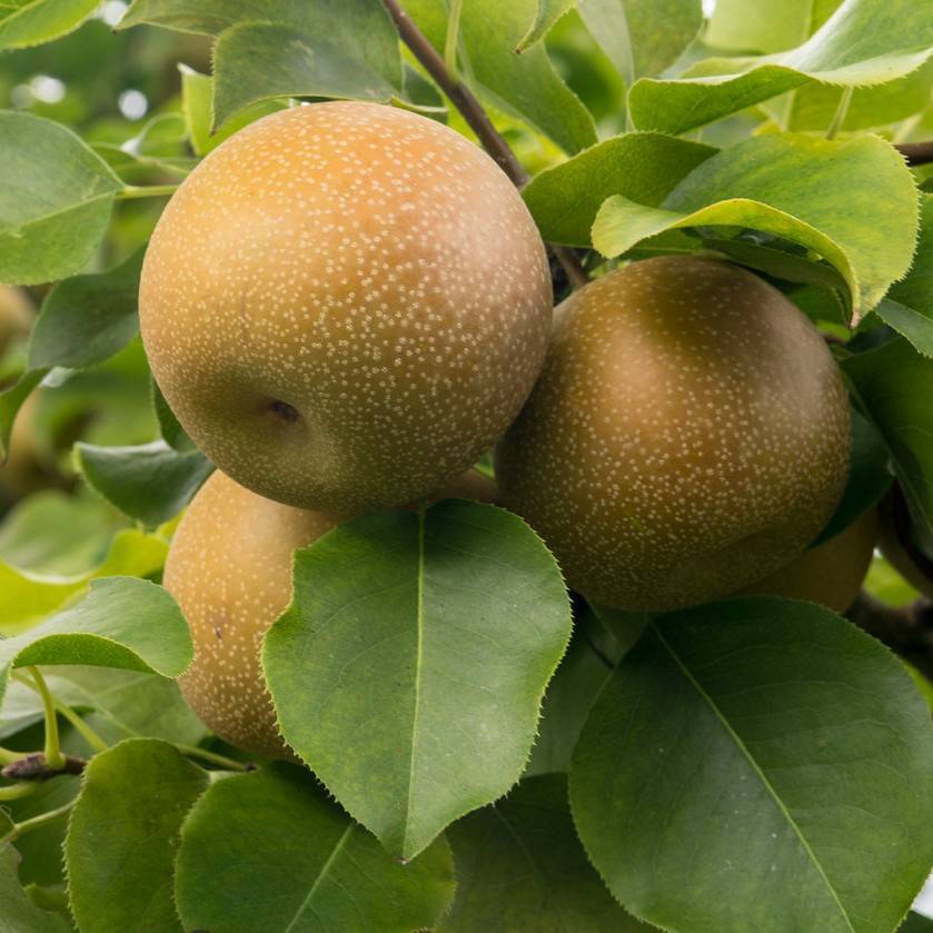 Asian pear (Pyrus pyrifolia) plant
