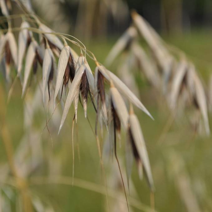 Asian Wild Oats (Avena hybrida) plant