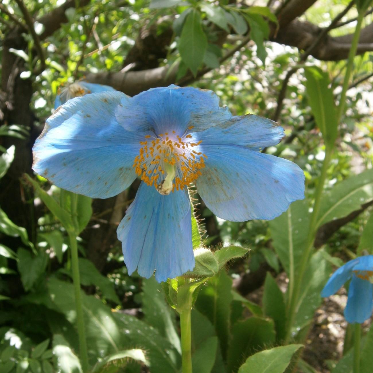 Asiatic poppy (Meconopsis grandis) plant