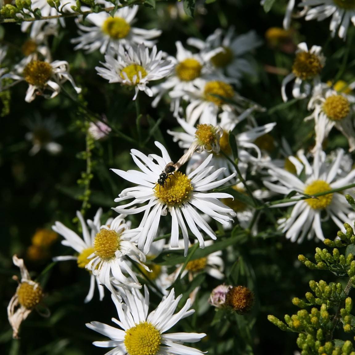Aster Like Boltonia (Boltonia asteroides var. recognita) plant