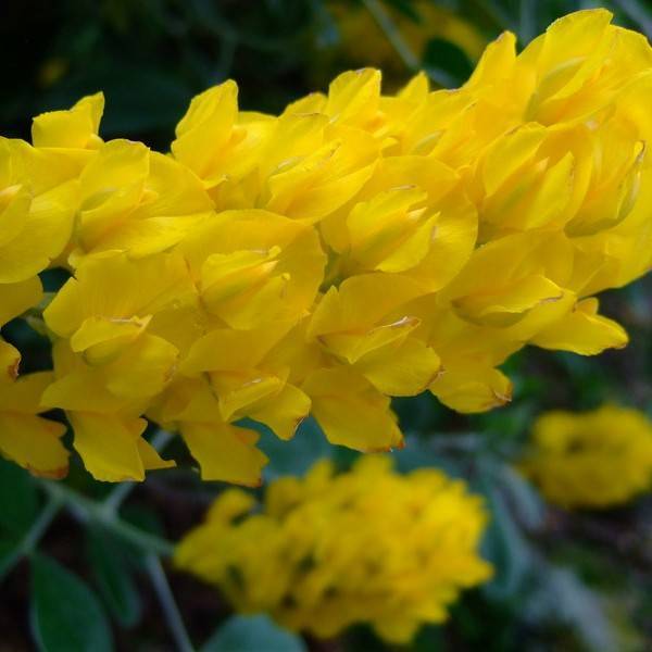 atlas broom (Argyrocytisus battandieri) plant