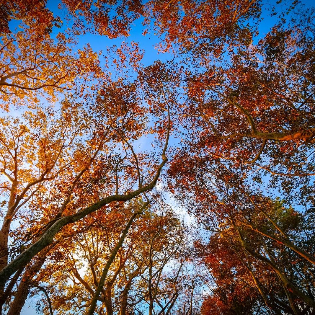 Attaryi Fullmoon Maple* (Acer japonicum 'Attaryi') plant