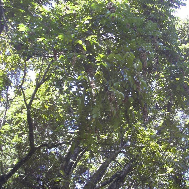 Australian redcedar (Toona ciliata) plant