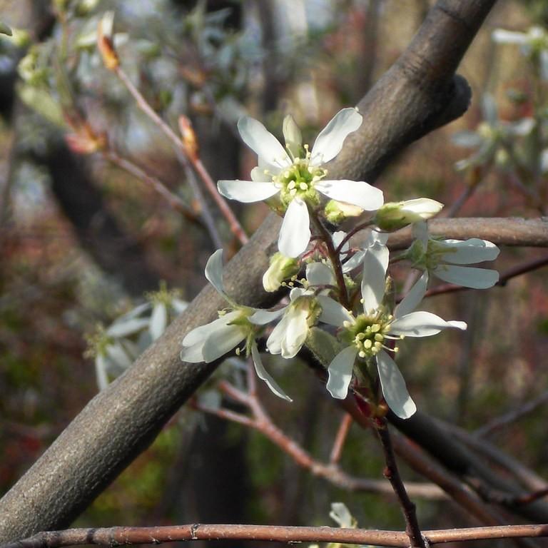 Autumn Brilliance Serviceberry (Amelanchier x grandiflora 'Autumn Brilliance') plant — close-up photo