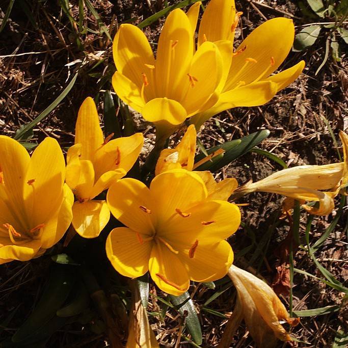 autumn daffodil (Sternbergia lutea) plant