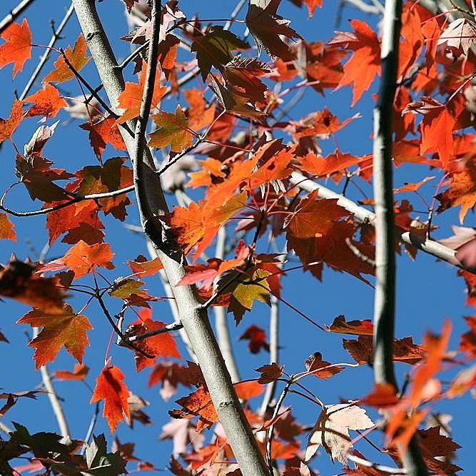 Autumn Flame Red Maple (Acer rubrum 'Autumn Flame') plant — close-up photo