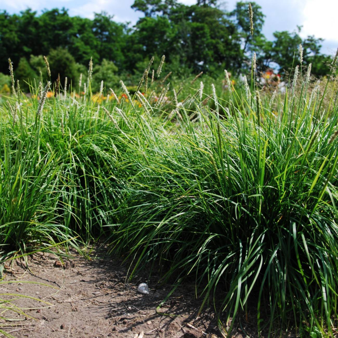 autumn moor grass (Sesleria autumnalis) plant
