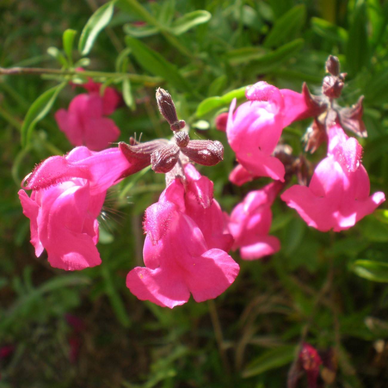 autumn sage (Salvia greggii 'Wild Thing') plant