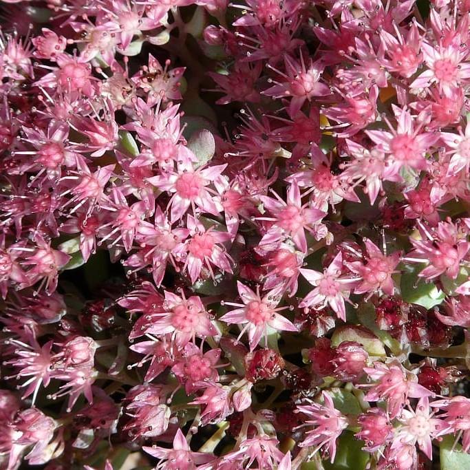 autumn stonecrop (Sedum telephium (incl. hybrid cvs.)) plant