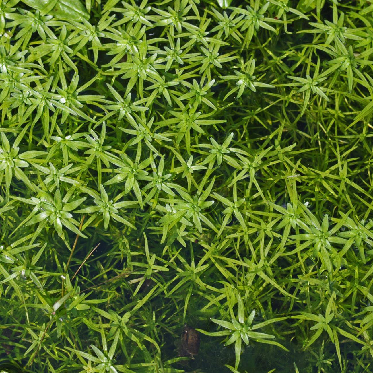 Autumnal Water Starwort (Callitriche hermaphroditica) plant