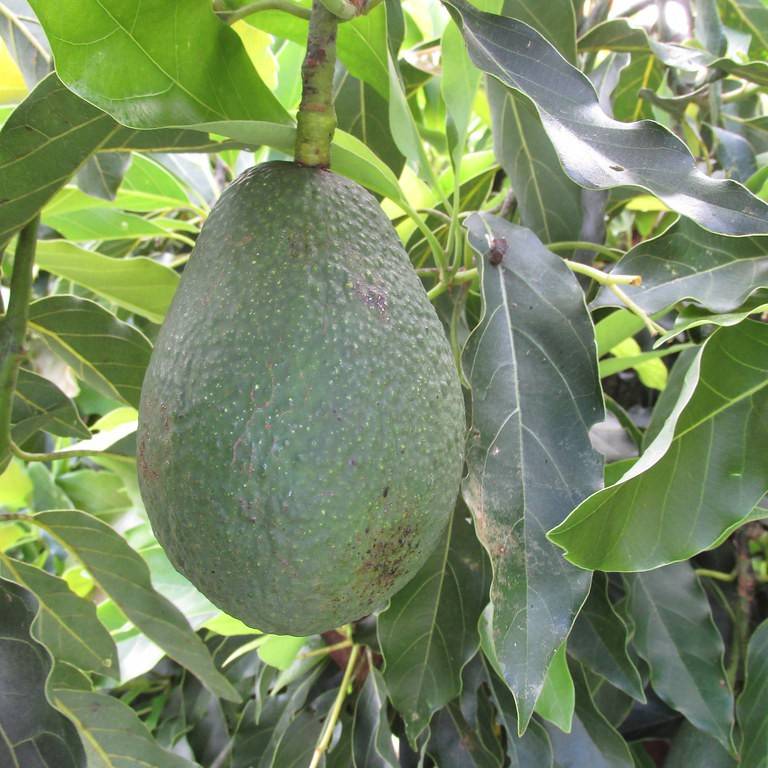 avocado (Persea americana) plant
