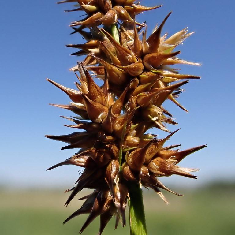 Awl-Fruited Sedge (Carex stipata) plant