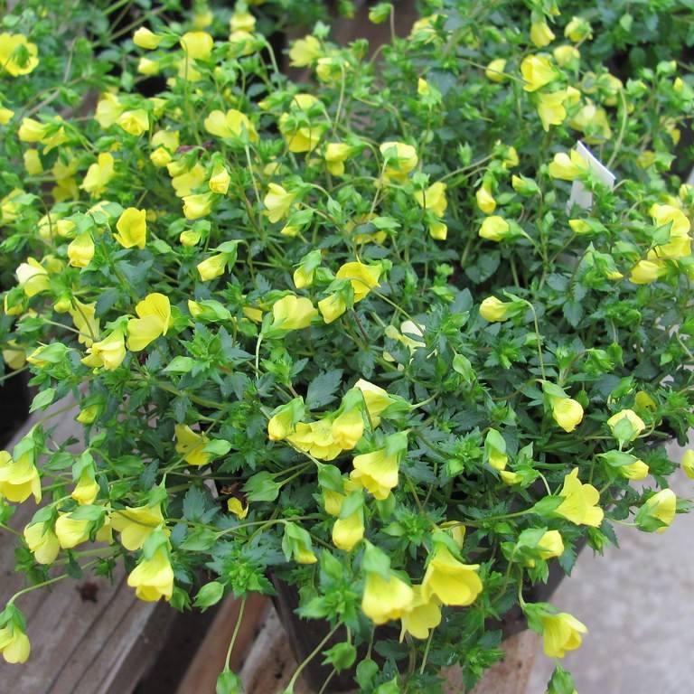 axilflower (Mecardonia 'USMECA67' GOLDFLAKE) plant
