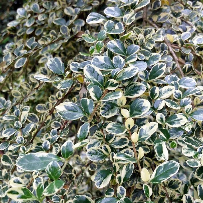 azara (Azara microphylla) plant — close-up photo