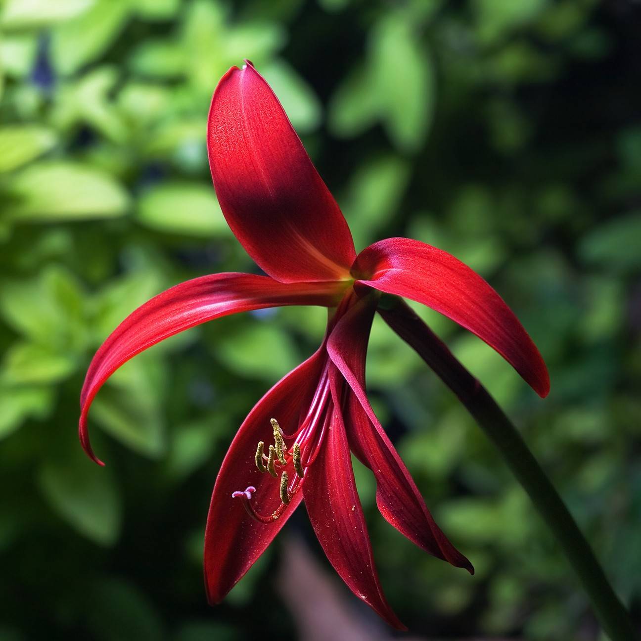 Aztec lily (Sprekelia formosissima) plant
